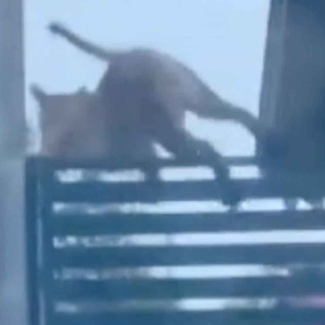 VIDEO: Reportan Avistamiento de Puma en Laredo, Texas