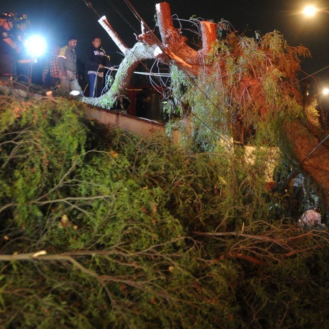 Lluvias provocan caída de árboles en CDMX y Estado de México