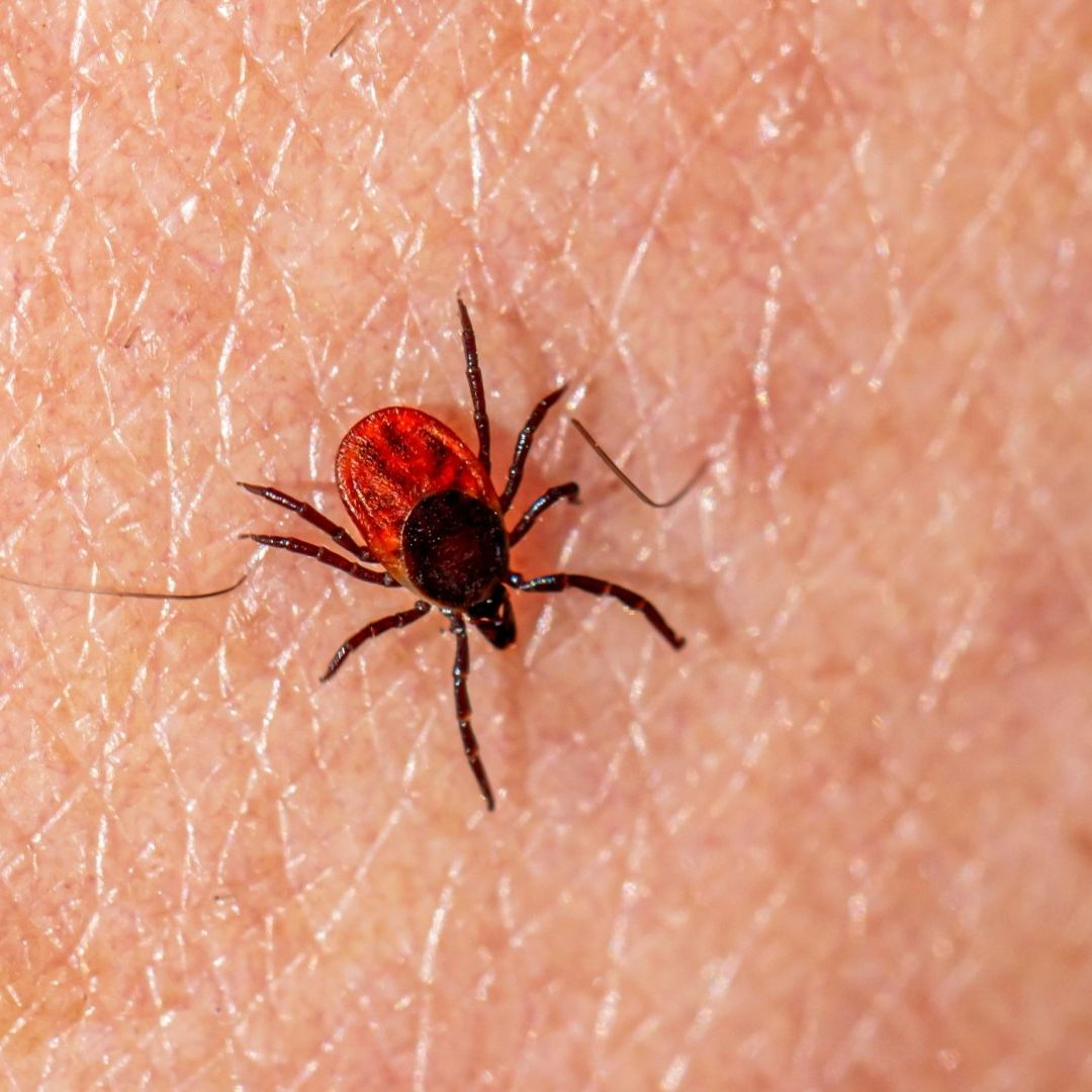 Emitiran Alerta Sanitaria por 19 Muertes Registradas por Rickettsiosis en Baja California