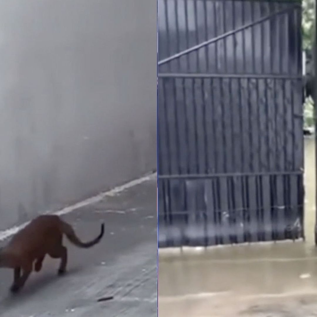 Captan a Presunto Jaguarundi en el Patio de Casa en Tampico