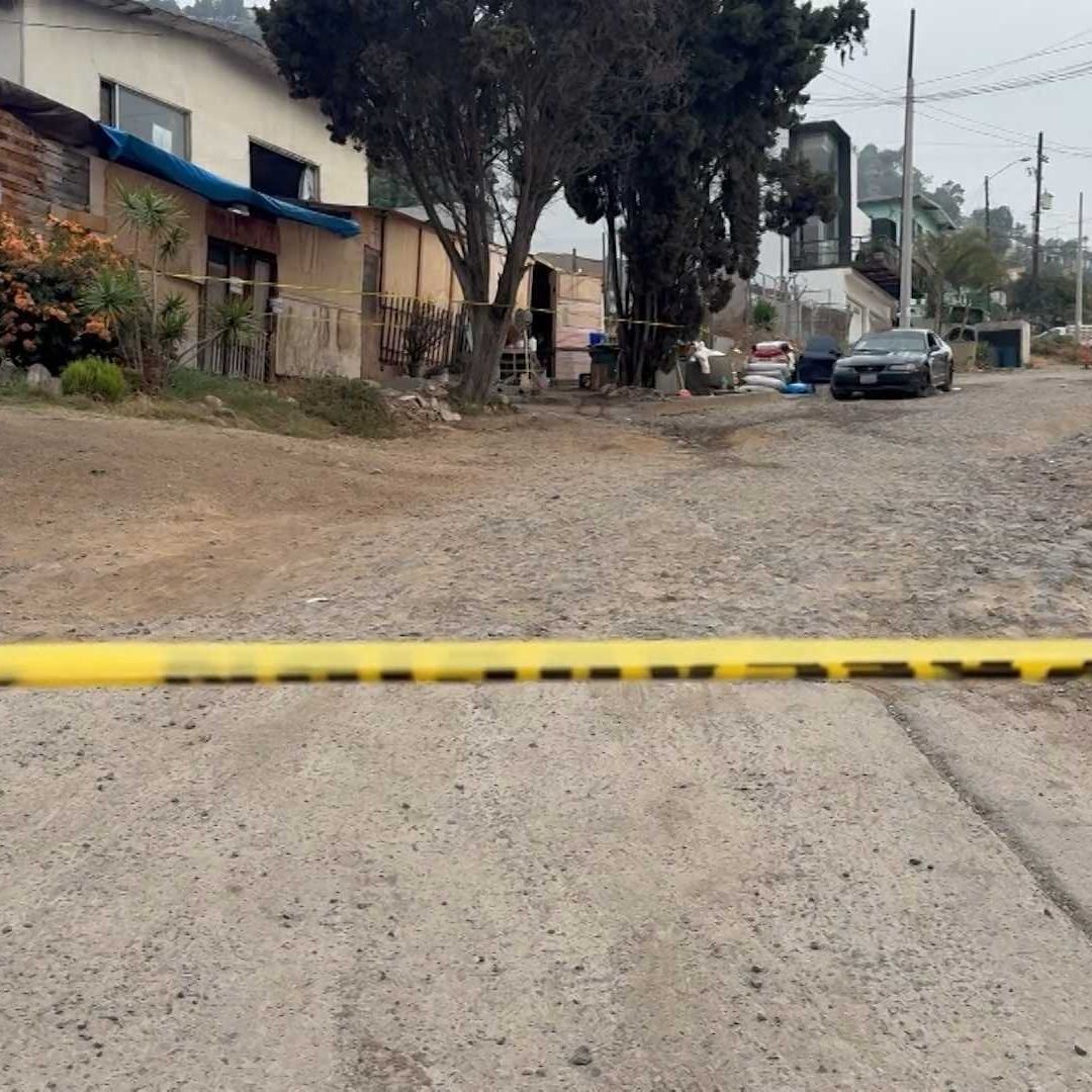 120 Perros Han Sido Resguardados por Rescatistas tras Cateo de Albergue en Ensenada