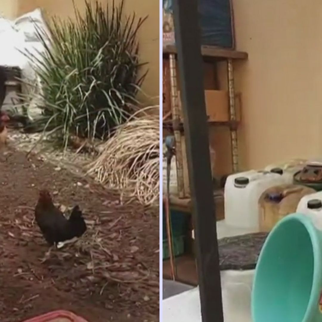 Detienen a Sujeto que Experimentaba con Gallinas para Crear Nuevas Drogas
