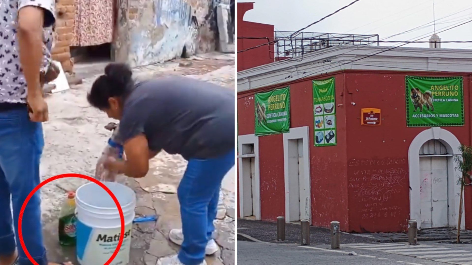 Maltrato animal en estética canina; los bañan con agua fría y jabón de trastes.