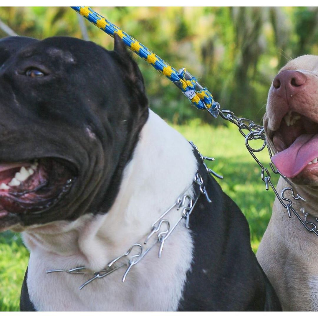 Adulto Mayor Fue Atacado por Perros Pitbulls en San Francisco Totimehuacan Puebla