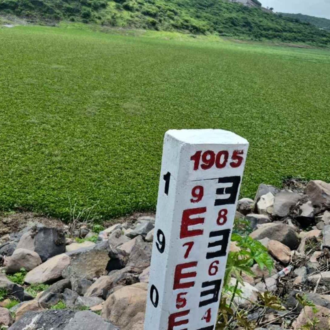 El Lirio Acuático Representa una Amenaza Ambiental