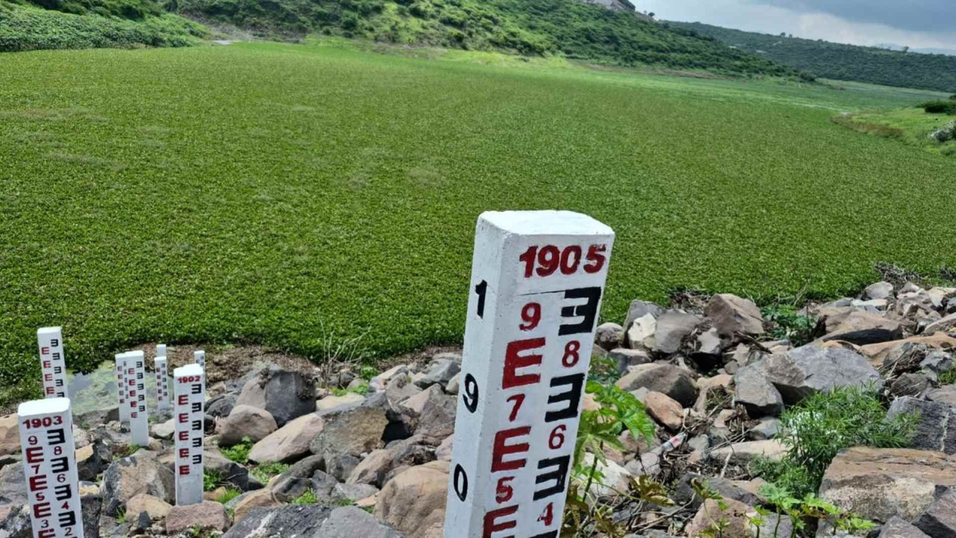 El Lirio Acuático Representa una Amenaza Ambiental