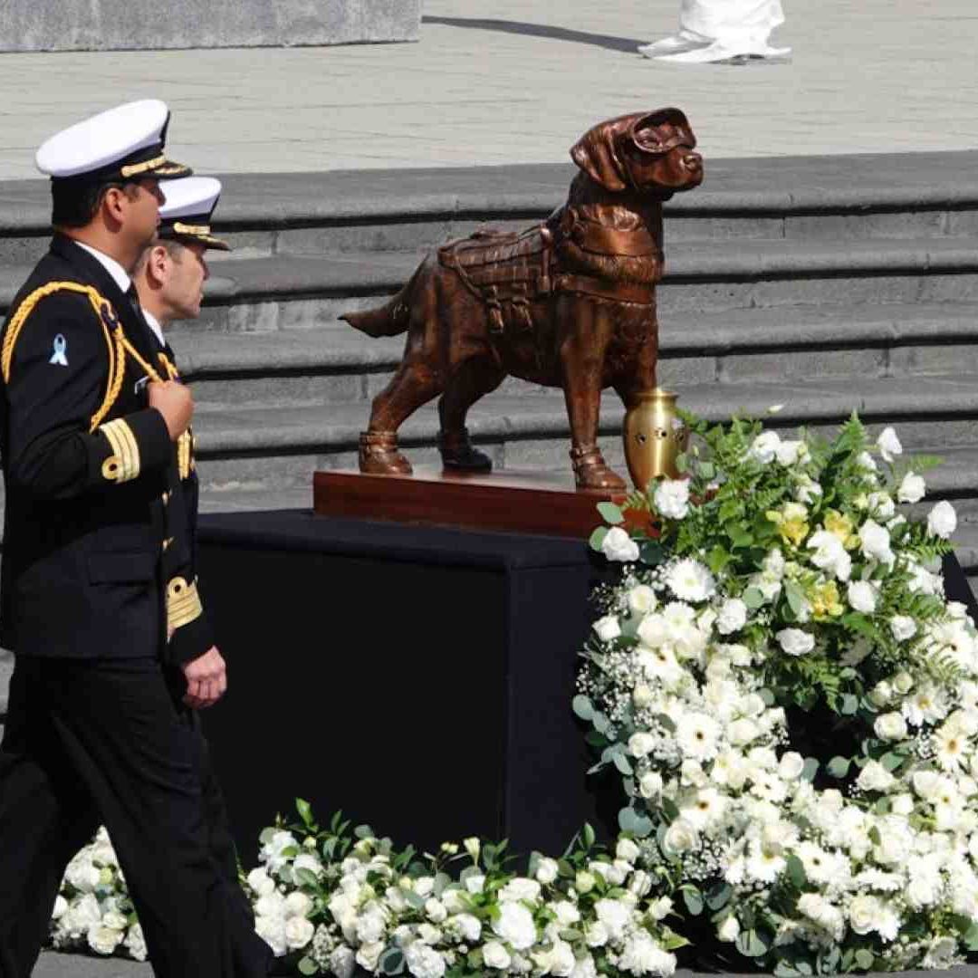 Homenaje luctuoso a la perrita Frida, heroína de los sismos de 2017
