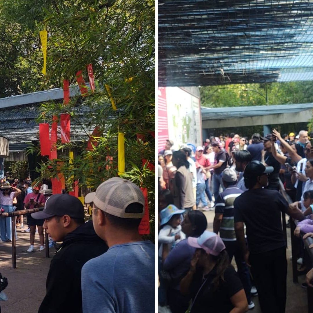 Xin Xin: Abarrotan Chapultepec para Ver a la Última Panda Mexicana en su Etapa de Vida Final