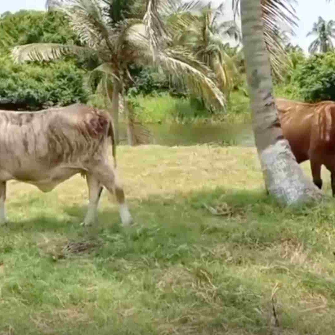 Varios animales han sido atacados por un presunto felino en Guillermo Prieto. Los habitantes se preparan para capturarlo.
