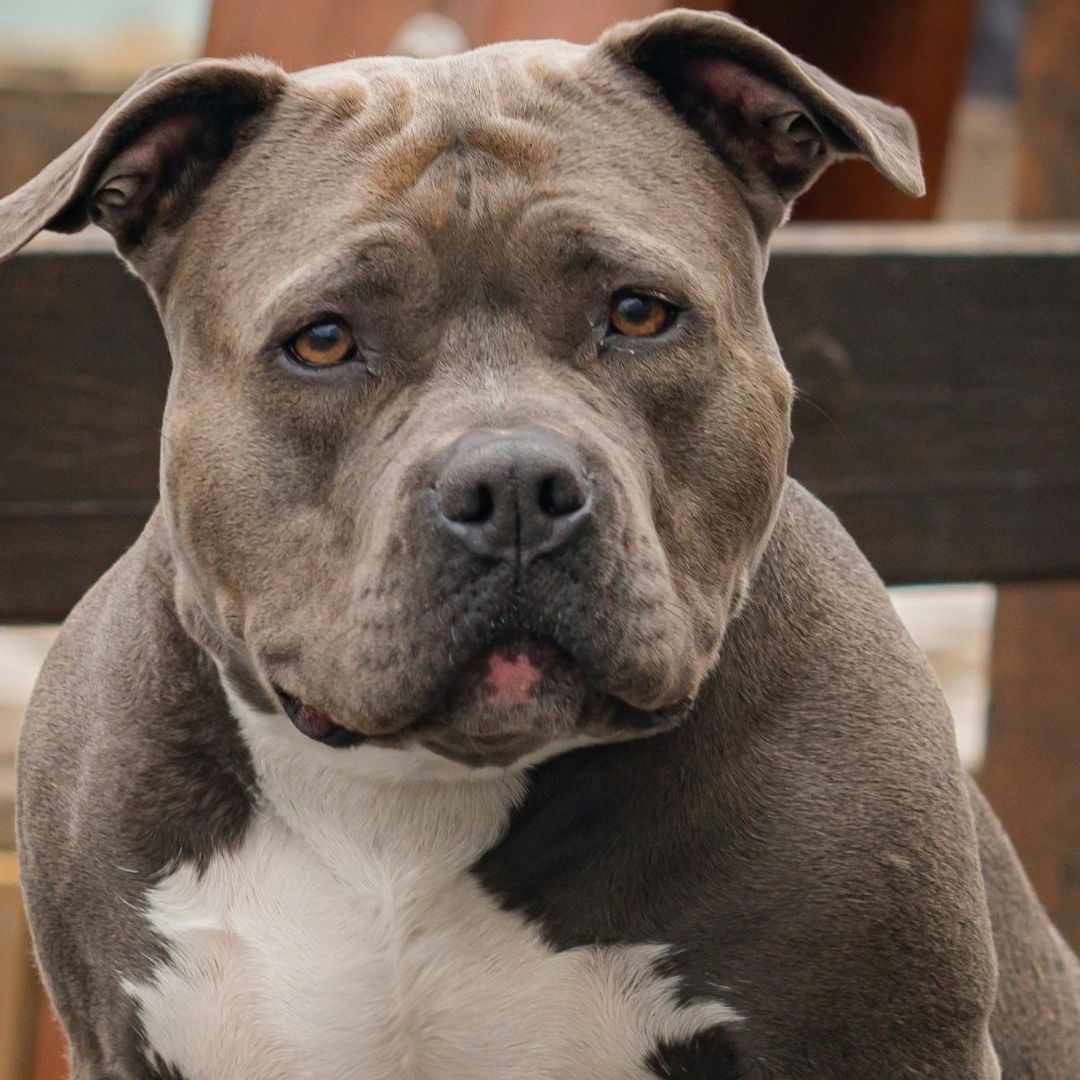 Niña de 4 Años Muere Tras Ataque de Perro Pitbull en Colima