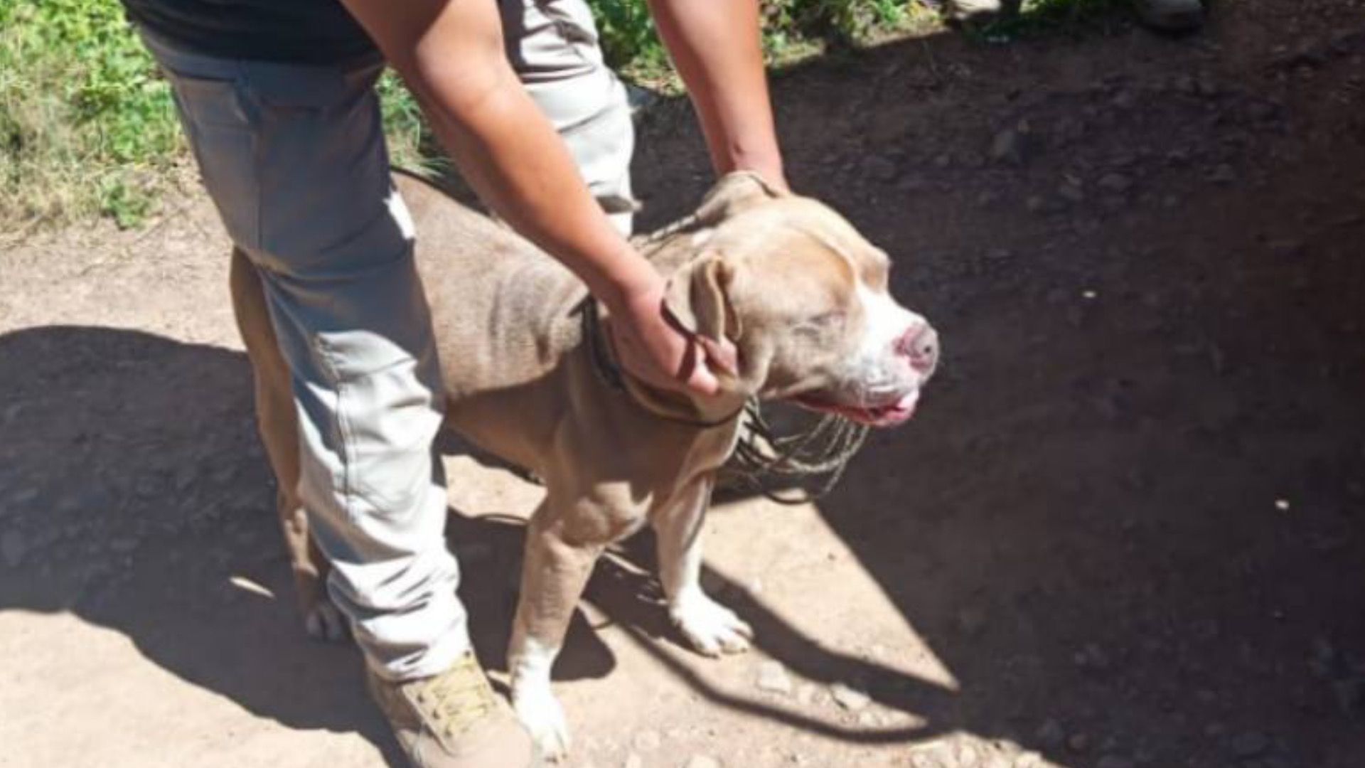 Ataque de Dos Perros Pitbull contra Hombre en San Pedro Atmatla de Zacatlán Puebla