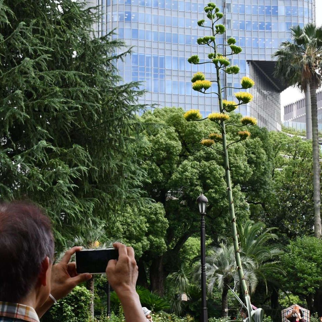 Japoneses 'Enloquecen' por Planta que Florece Una Vez Cada Cien Años