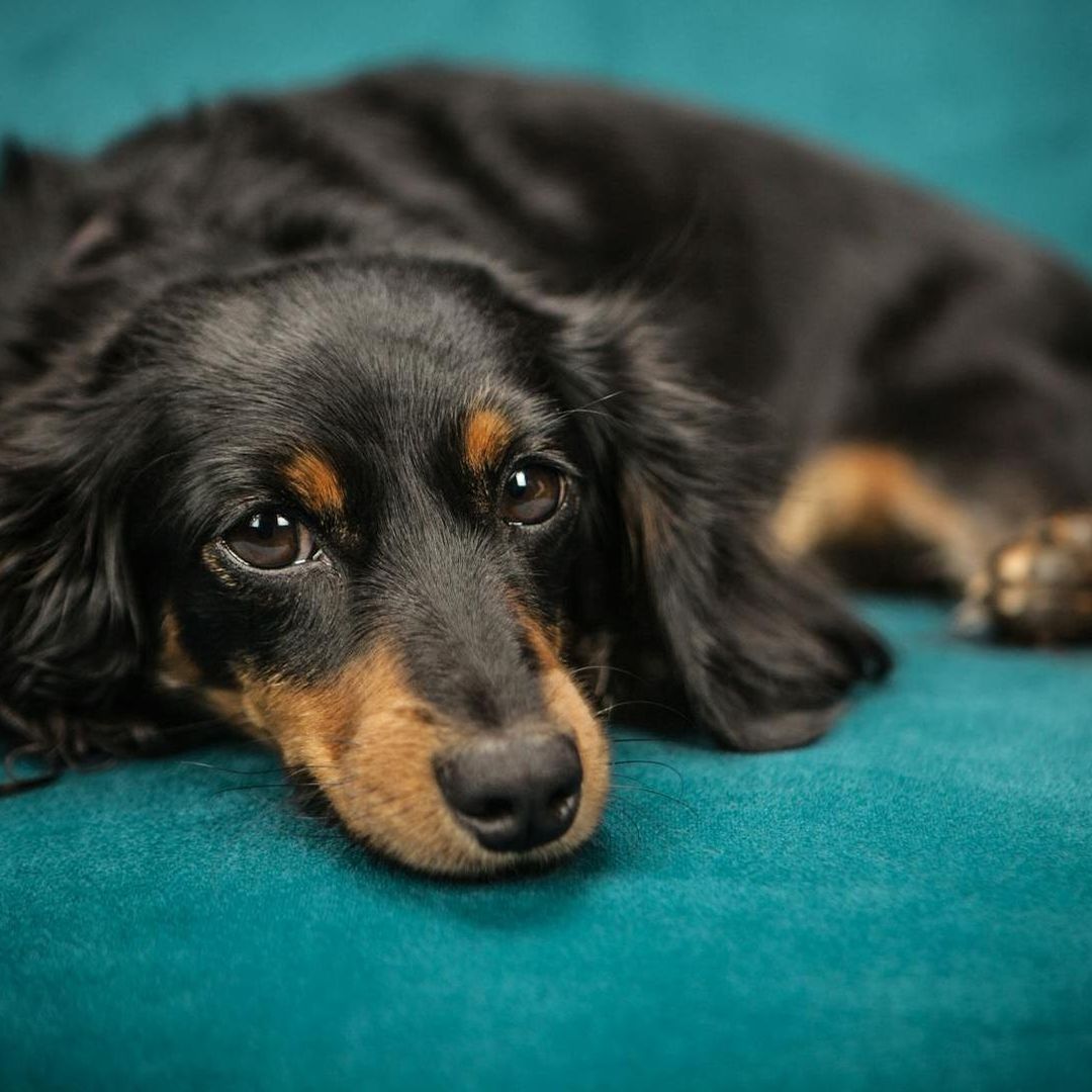 Perros evolucionarios para leer nuestras emociones