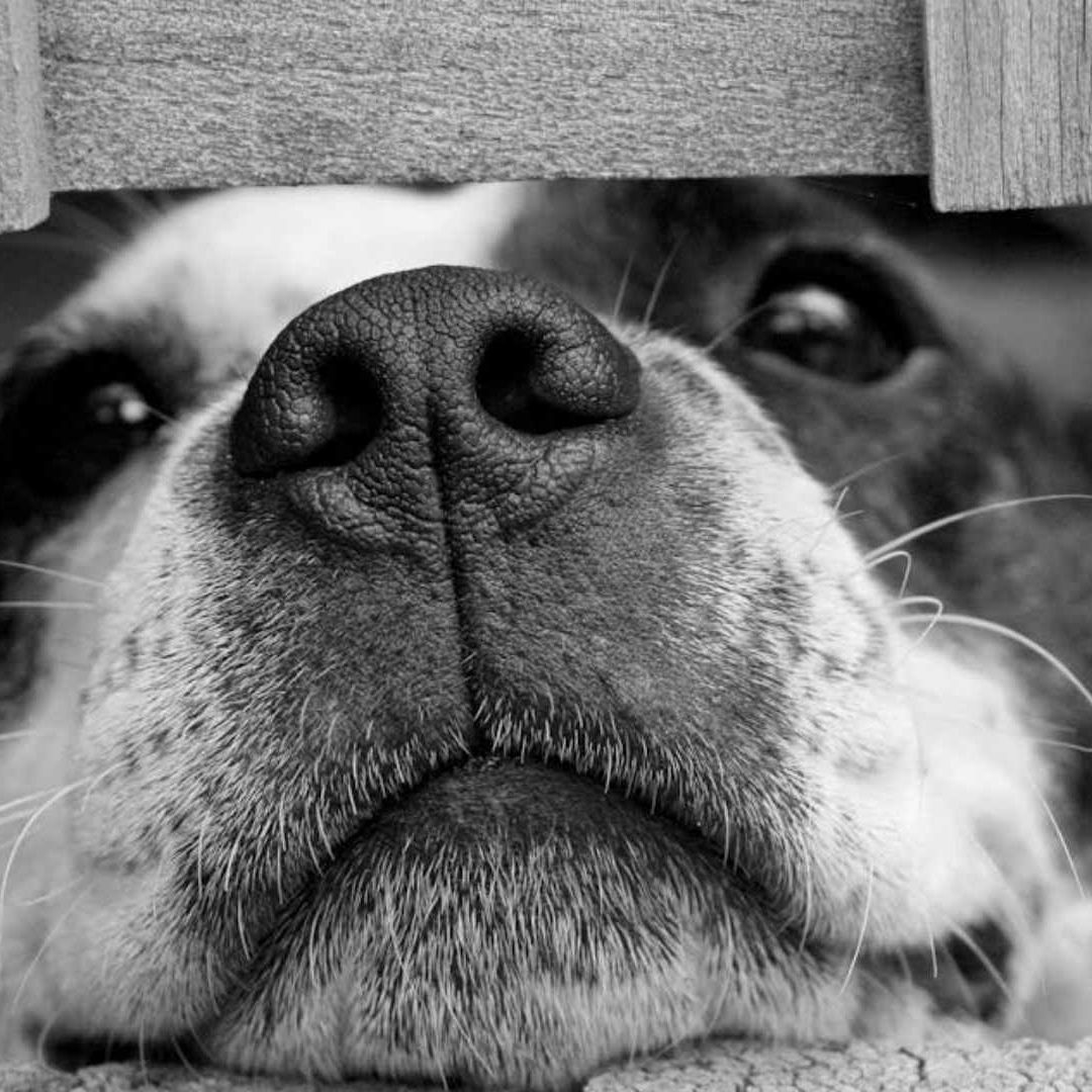 Anuncian Campaña Gratuita de Esterilización de Mascotas | Foto: Pexels