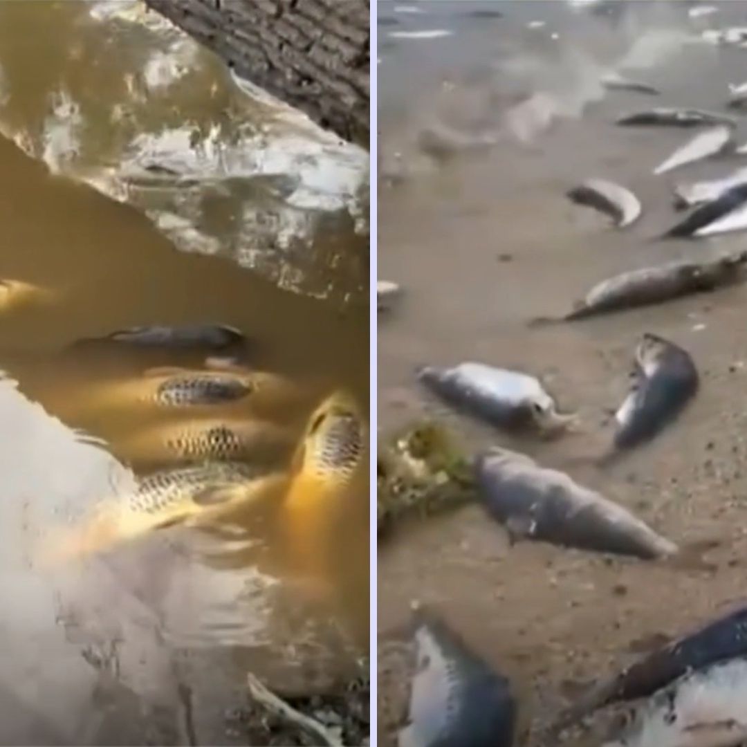 Miles de Peces Han Muerto en Río de Sonora y en Baja California Sur
