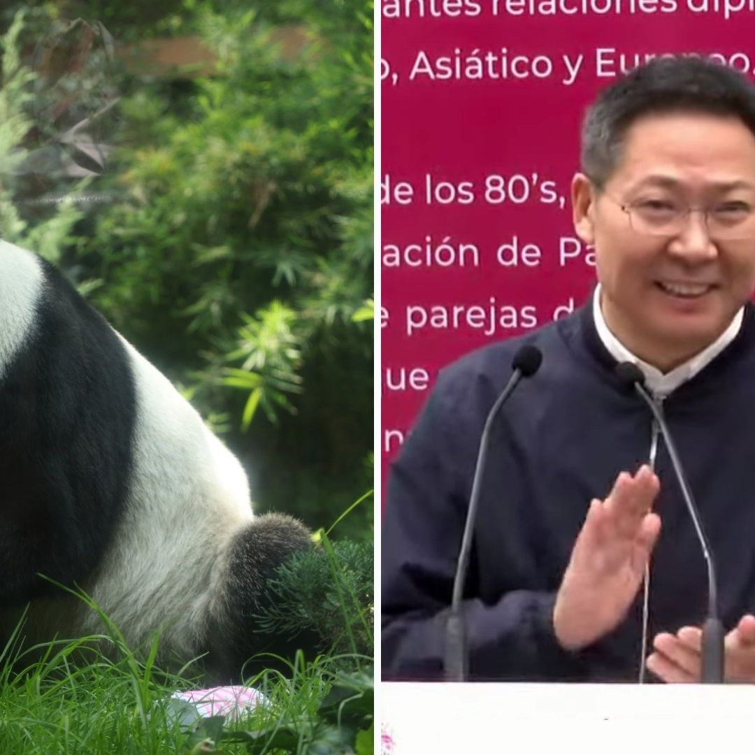 "La Cuidaron con Esmero y Amor": China Agradece Protección a Xin Xin, Panda Mexicana, ¿Habrá Más?