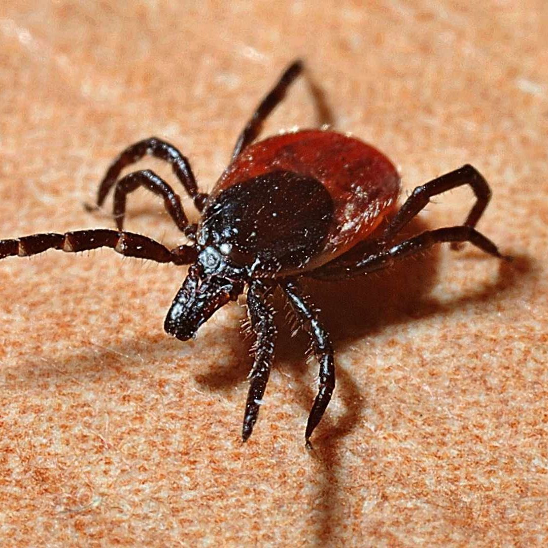 Van 18 Muertes por Rickettsiosis en Chihuahua; la Capital Concentra la Mayoría de los Casos