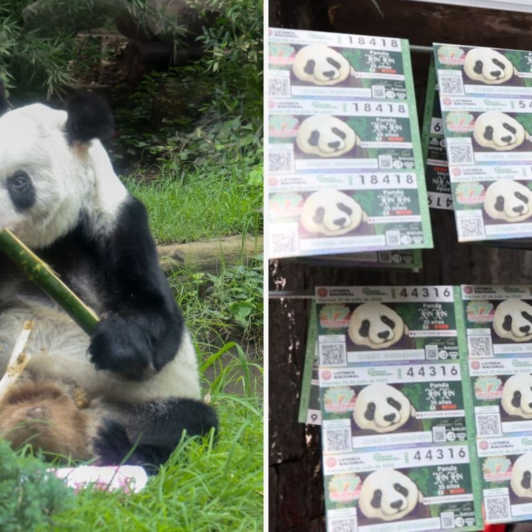 ¡De Colección! Lanzan Billete de Lotería de Xin Xin, la Última Panda Mexicana; Así lo Consigues