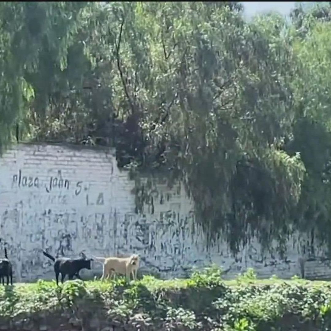 Empleados denuncian maltrato animal en instalaciones de la Conagua