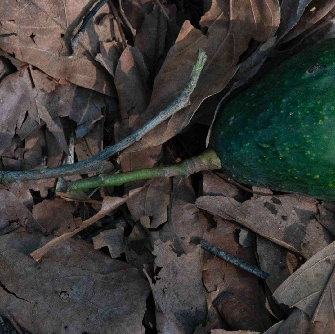 Productores Ilegales de Aguacate Talan Miles de Hectáreas en Michoacán
