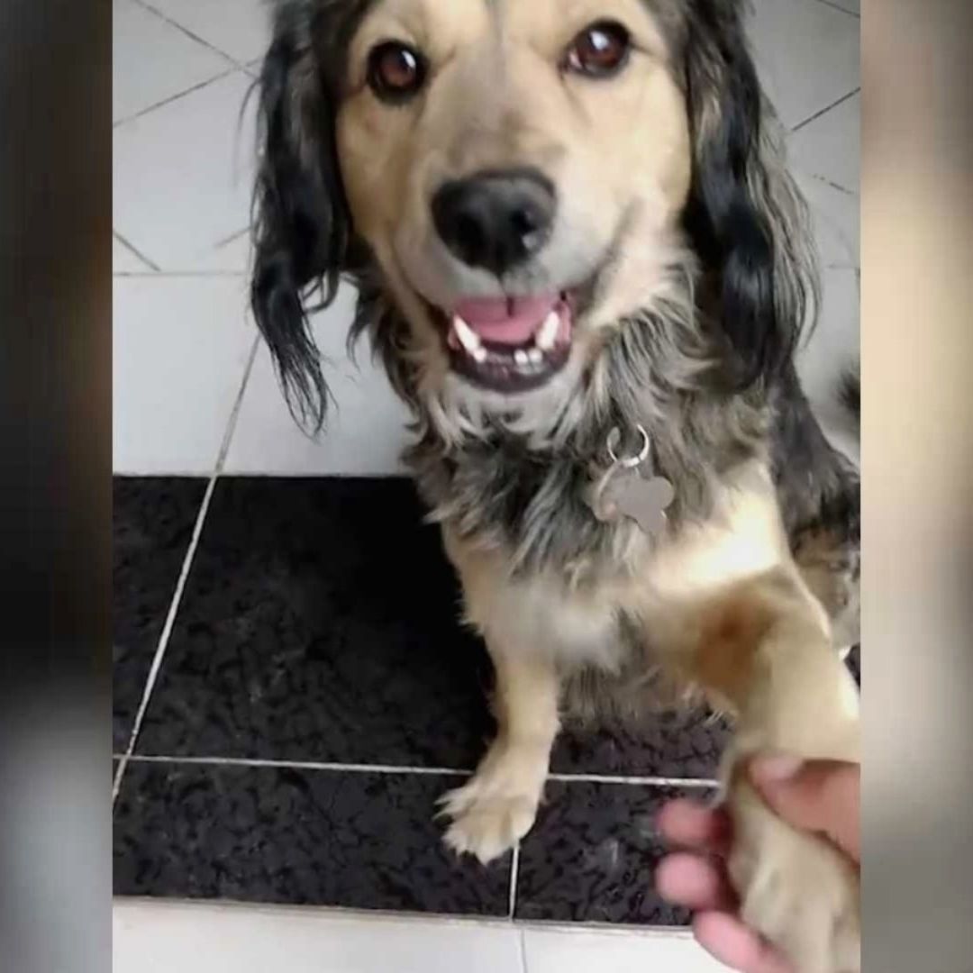 Goliath fue encontrado muerto en el Bosque de Nativitas.