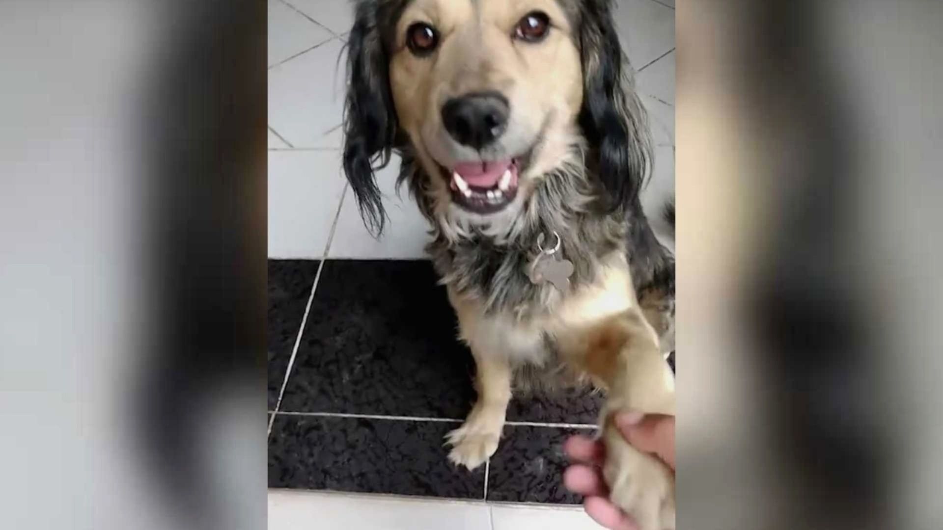 Goliath fue encontrado muerto en el Bosque de Nativitas.