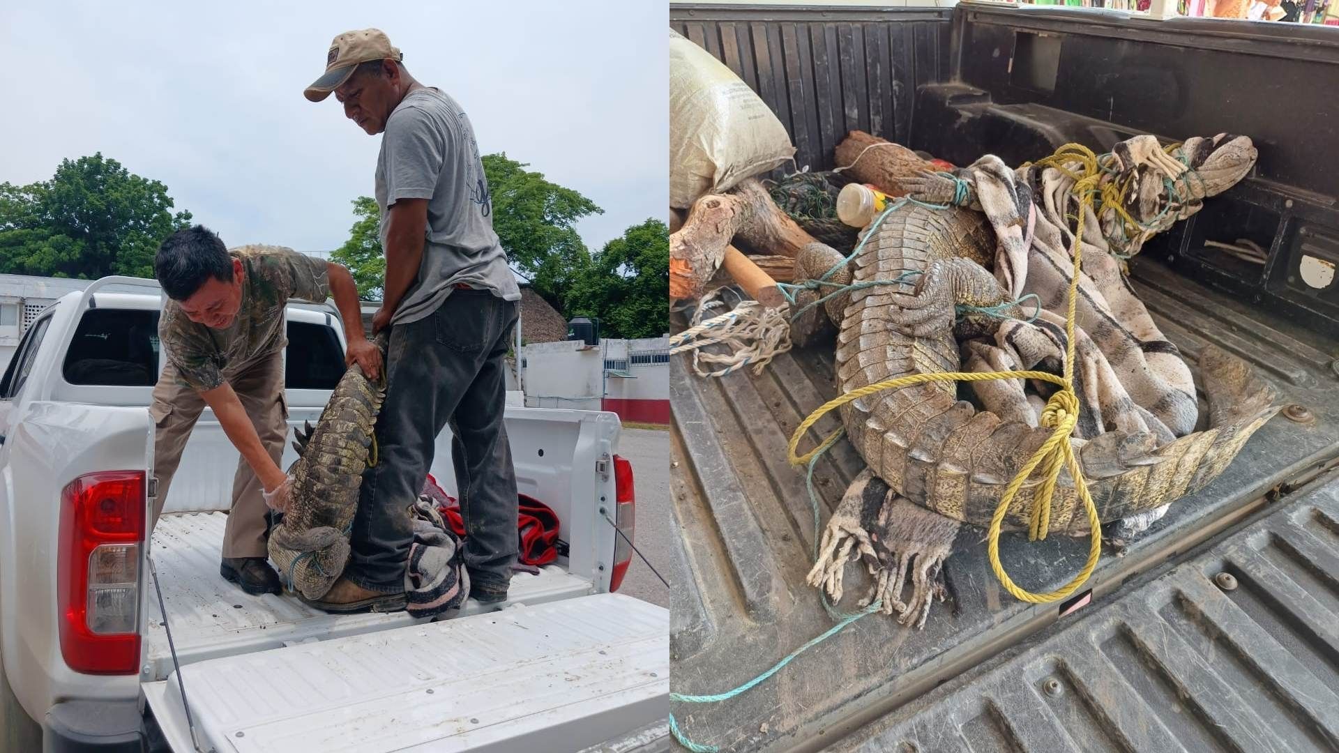 Expertos exhortan a la población mantenerse alerta en caso de ver algún cocodrilo fuera de su hábitat natural
