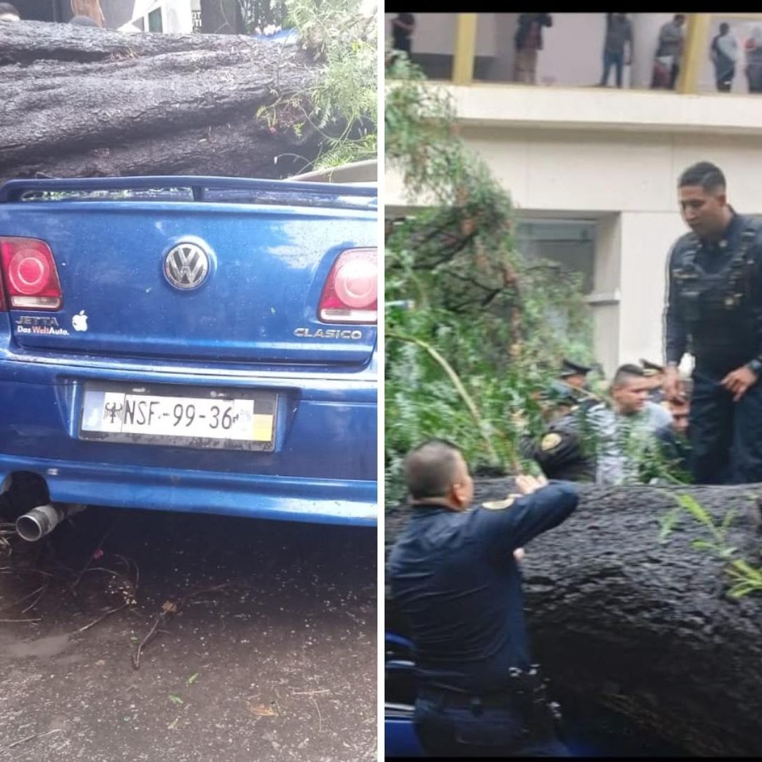 Árbol Aplasta Auto y Mata Mujer que Viajaba con su Bebé en CDMX