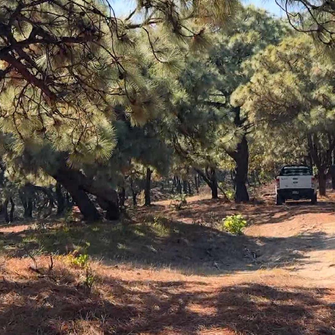 Detectan Tala Ilegal de Árboles en Bosques de Tapalpa, Mazamitla y Acatic