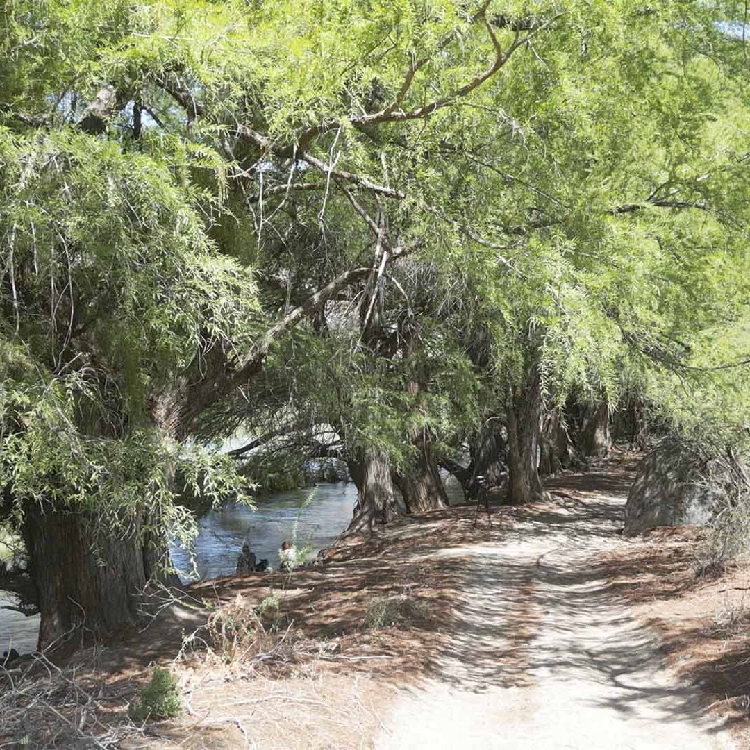 Mueren Tortugas Arrolladas por Vehículos 'Racers' en el Cañón de Fernández