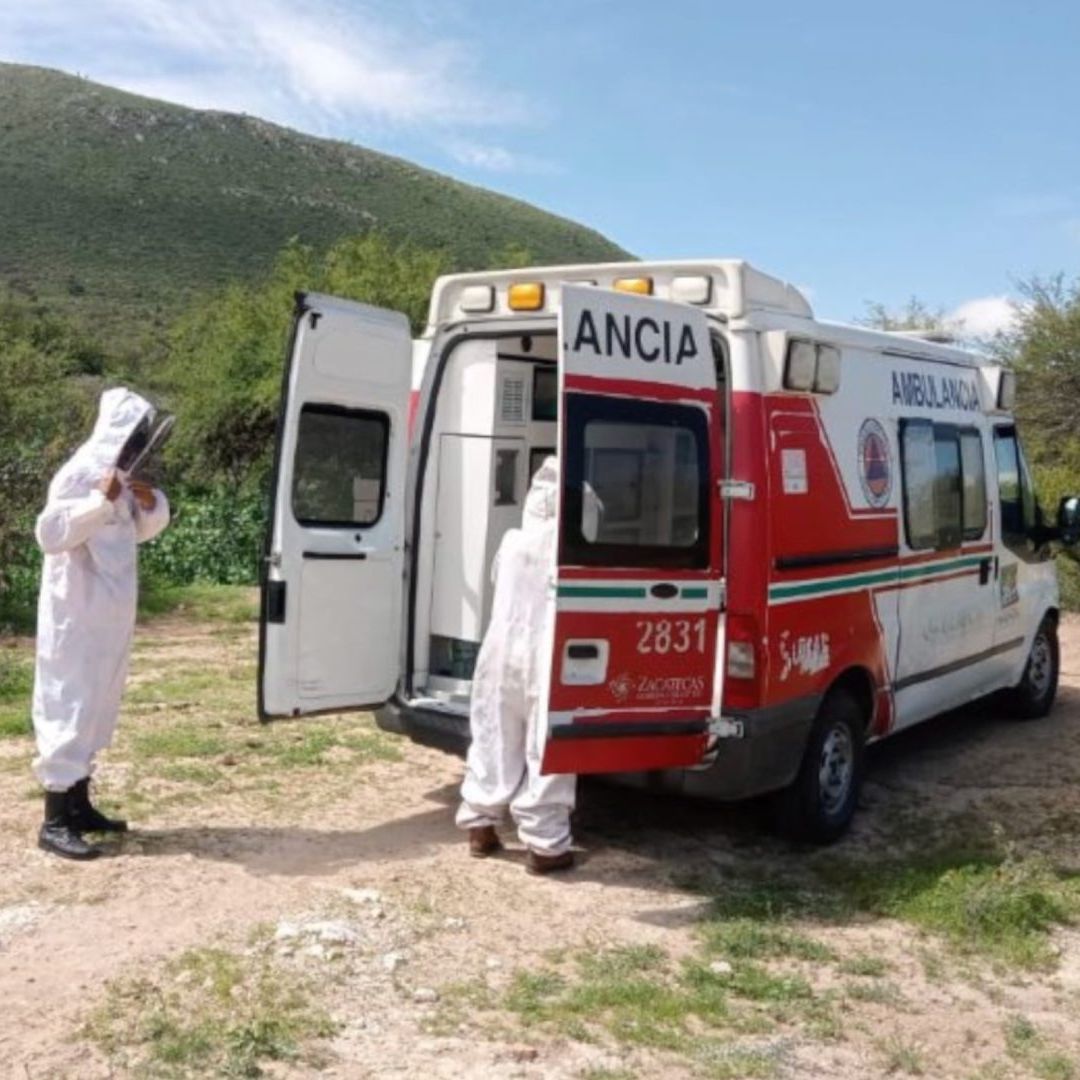 Ataque de abejas deja heridos y animales muertos en comunidad de Zacatecas