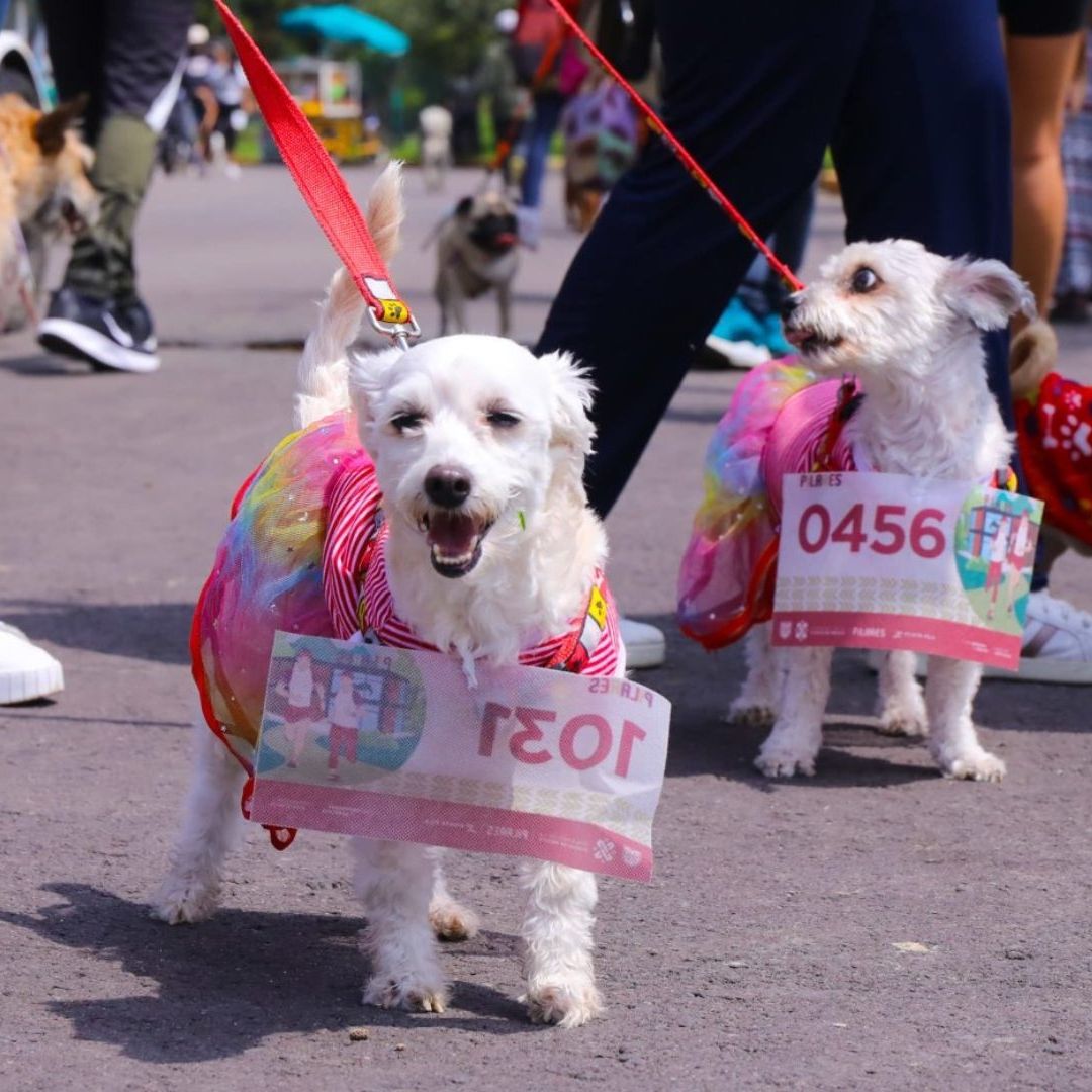 Así Celebraron en la CDMX el Día Mundial del Perro