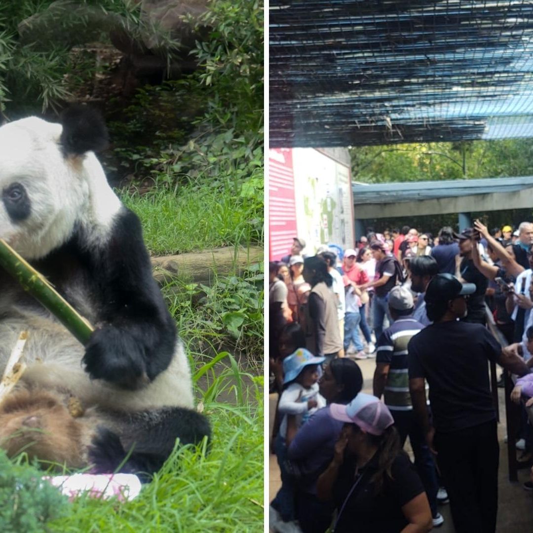 Xin Xin: ¿Qué Hora es la Mejor para Ver a la Panda Mexicana en Última Etapa de Vida en CDMX?