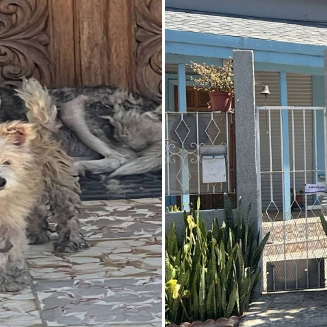 Rescatan a dos perros durante cateo en vivienda de Tijuana