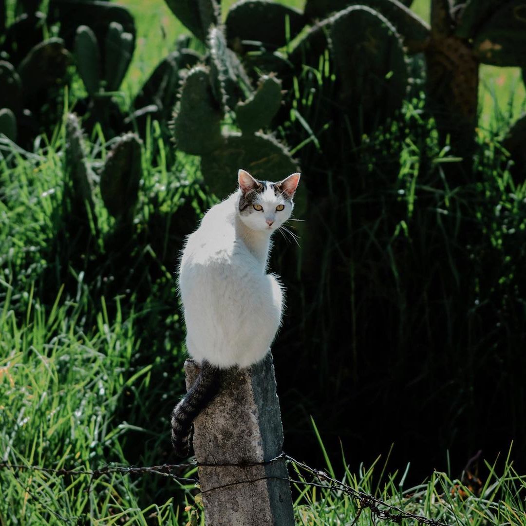 Gato en una nopalera de la Ciudad de México