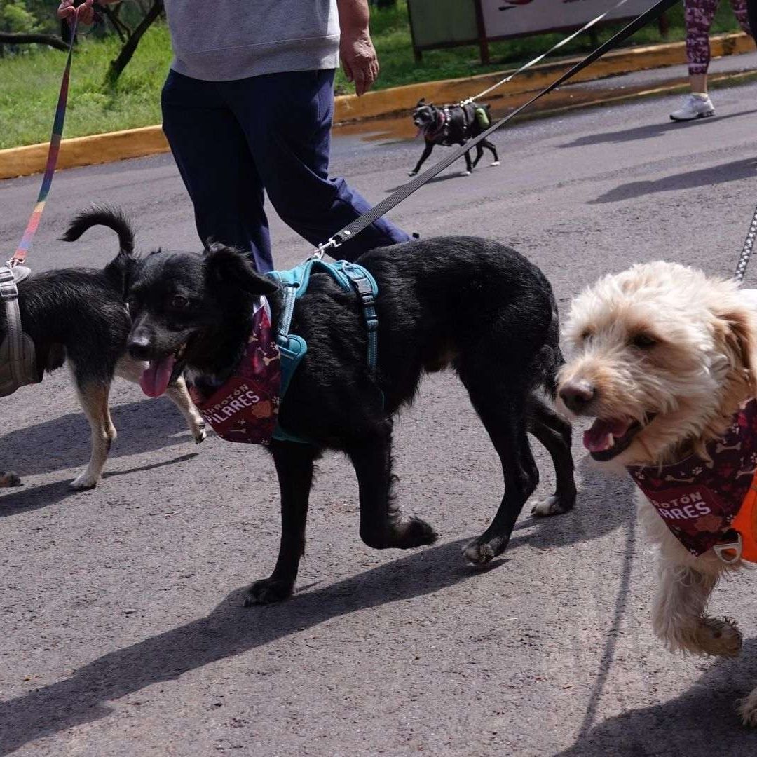 Perritos acompañados de sus dueños en el Primer Perrotón en el Bosque de San Juan de Aragón