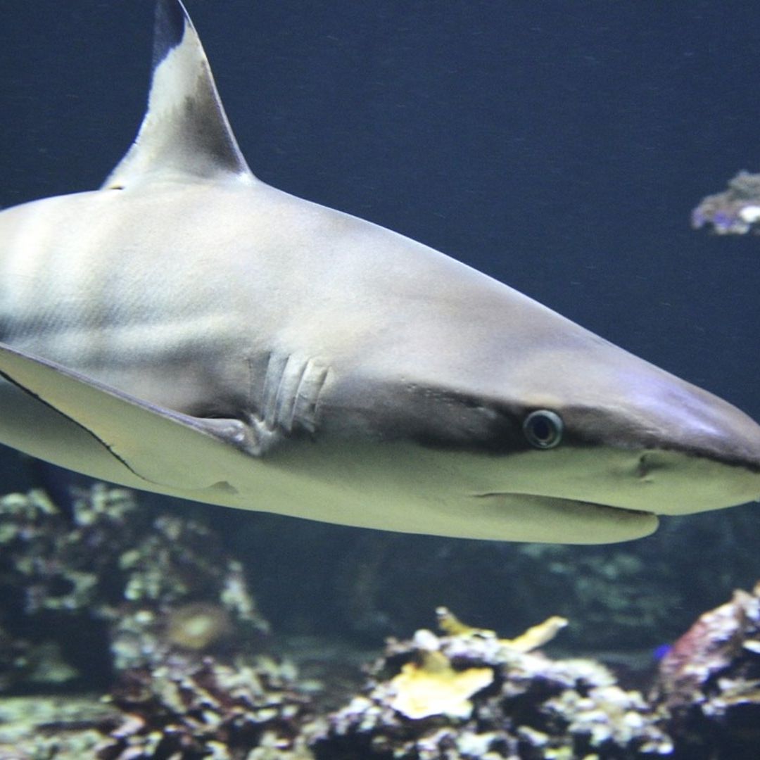 Detectan cocacína en tiburones en Brasil