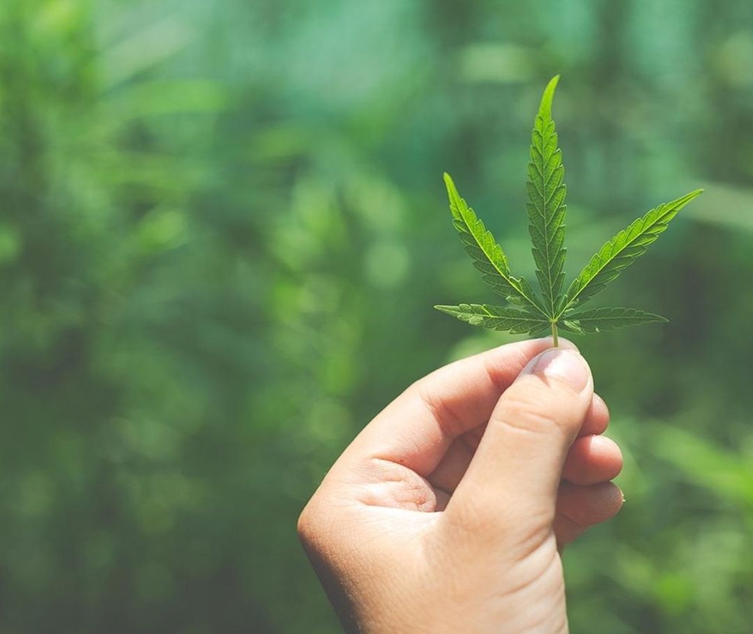 Según la OMS hay 228 millones de consumidores de marihuana en el mundo