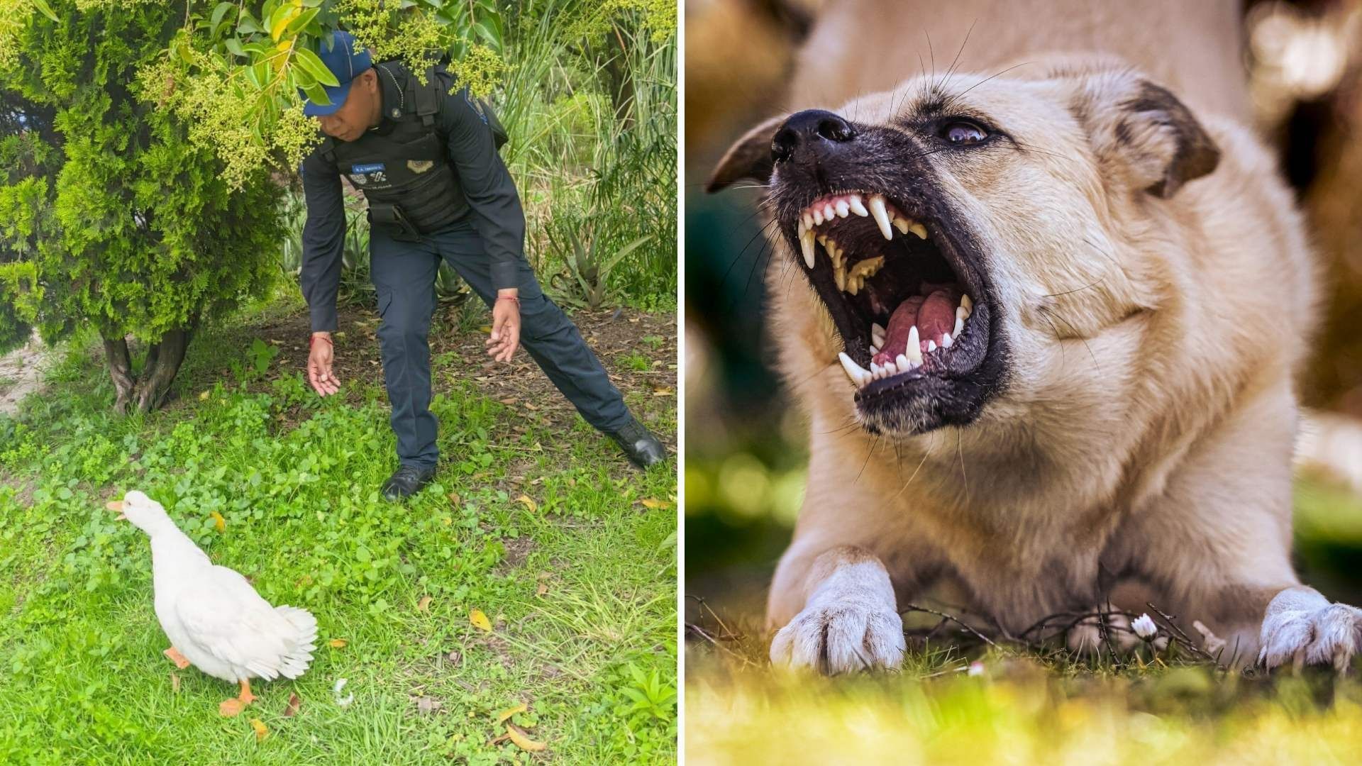 ¿Lo Confundió con Pollito? Perro Ataca a Pato en Bosque de Chapultepec; Policías lo Rescatan