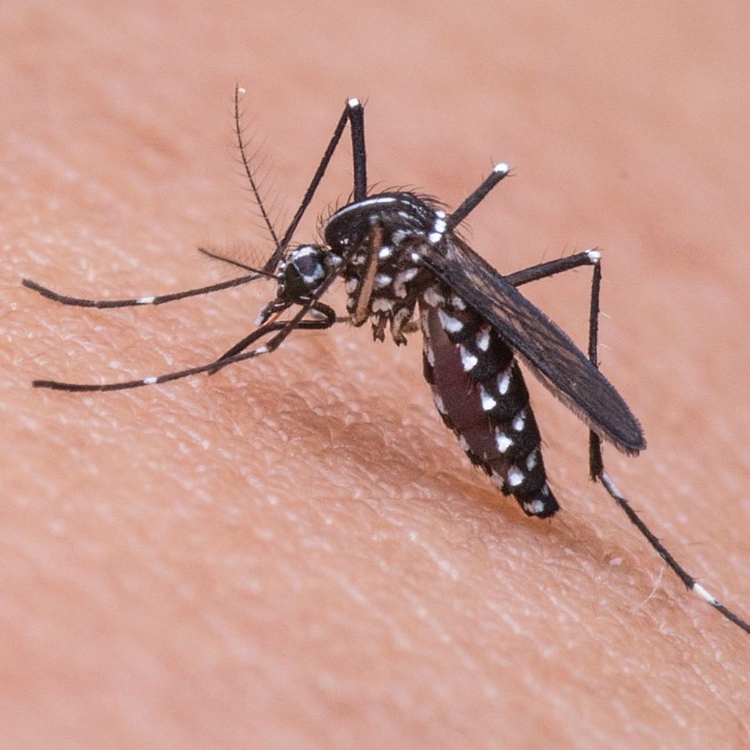 México Suma Casi 24 Mil Casos de Dengue este 2024; la Mitad en Solo 5 Estados