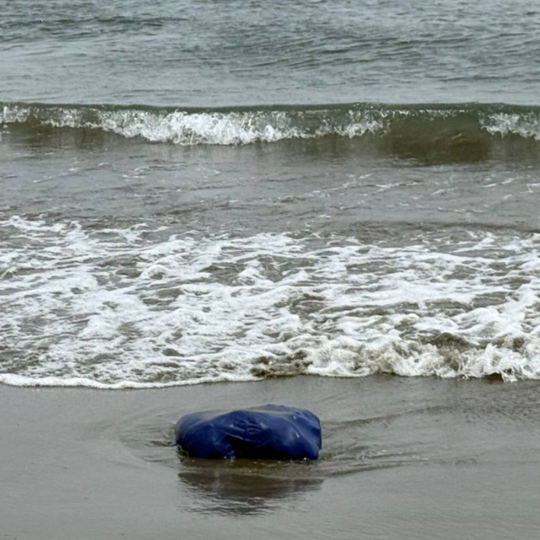 Aparecen Animales Muertos en Playa Tortuga Boca del Río Veracruz Rituales Satánicos