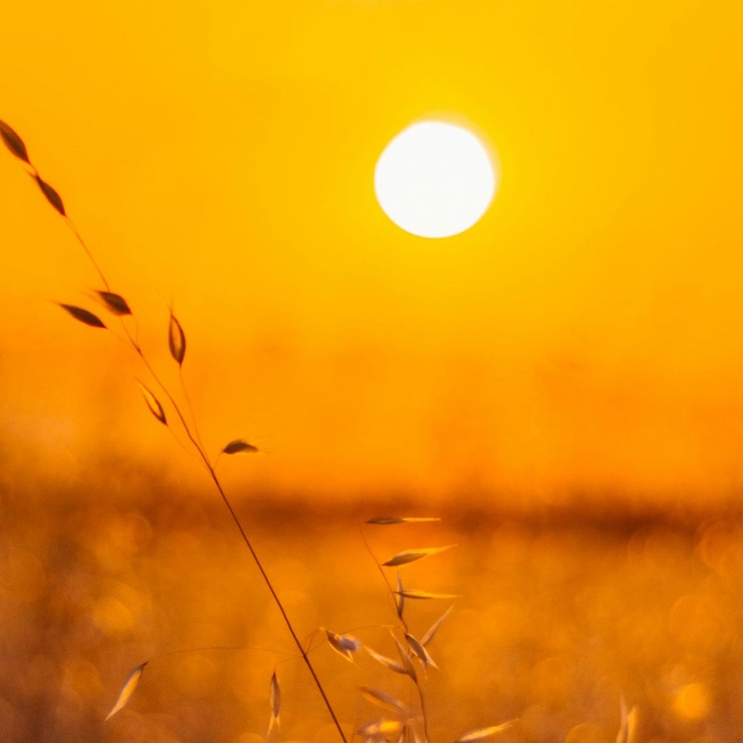 Calor Supera Otro Récord Mundial; el 22 de julio de 2024 fue el Más Caluroso de la Historia
