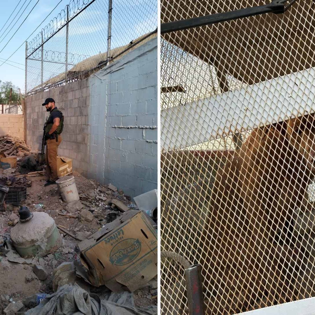Rescatan a 10 Perritos que No Tenían Agua o Comida y Estaban Infestados de Garrapatas
