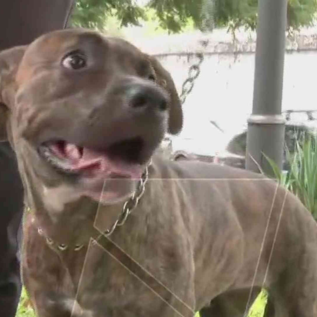 Rescate de perrita en Viaducto, CDMX