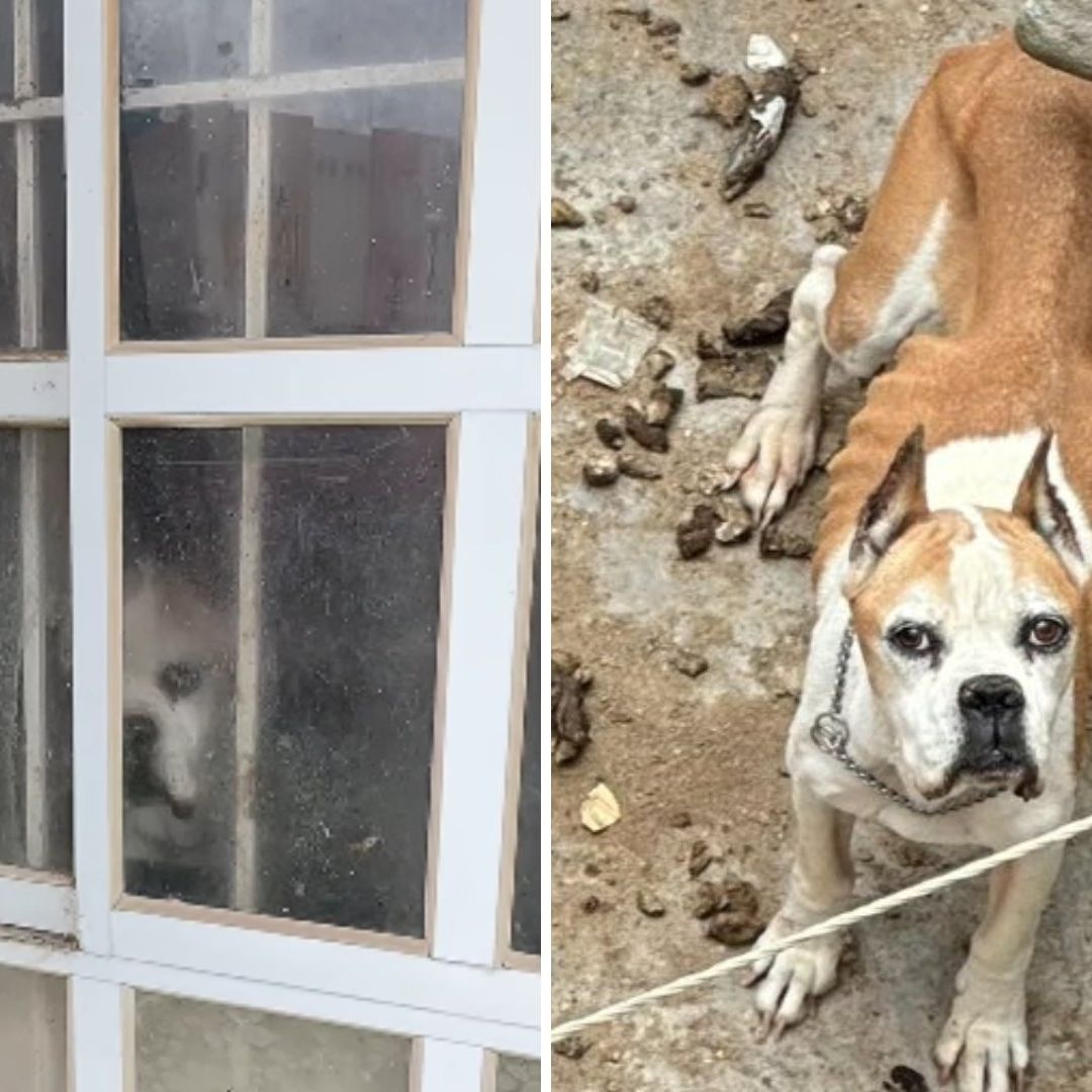 Piden Rescatar a Perros Abandonados por Años en Casa de Chalco, Edomex; Se Comen Entre Ellos
