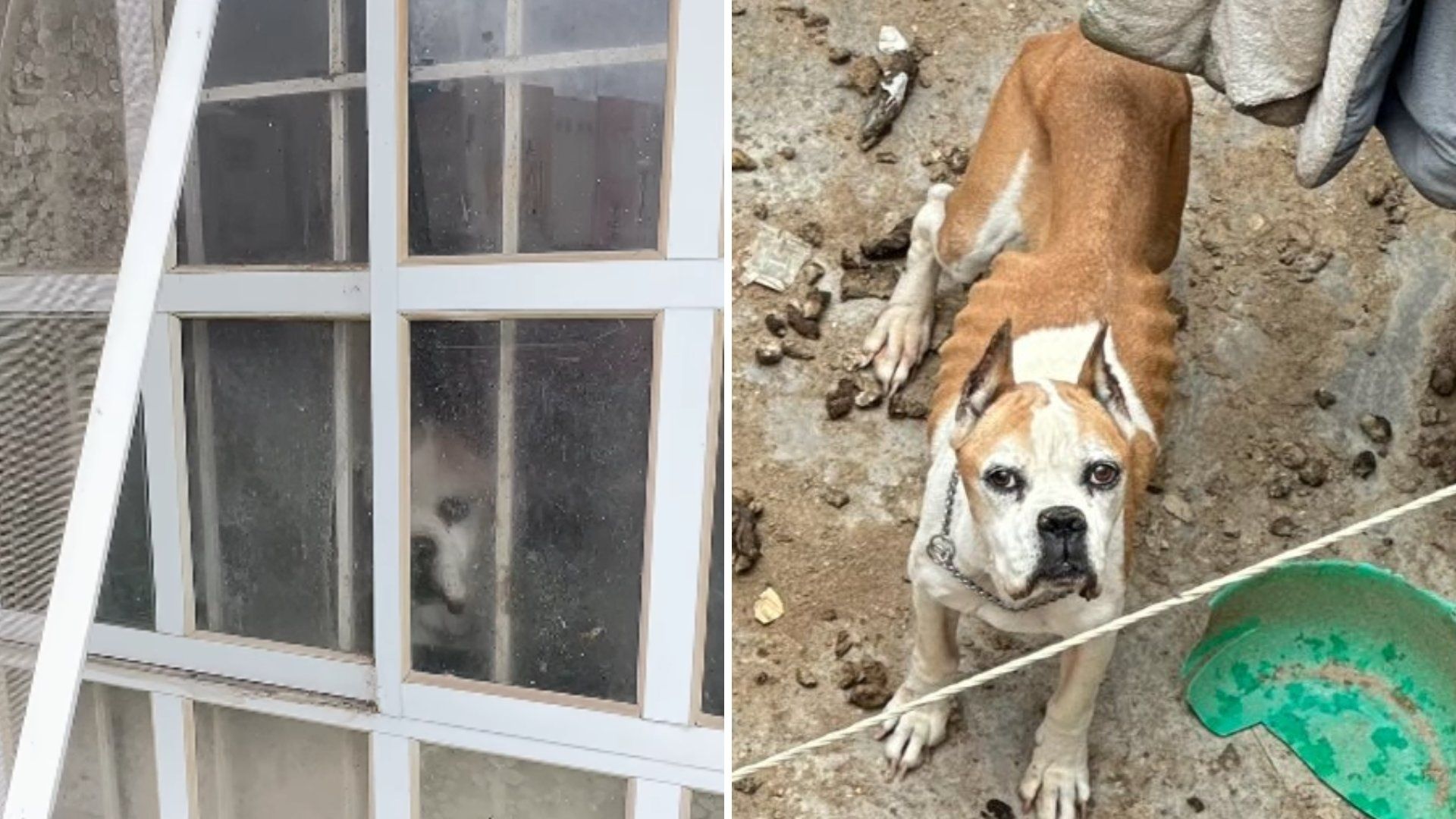 Piden Rescatar a Perros Abandonados por Años en Casa de Chalco, Edomex; Se Comen Entre Ellos