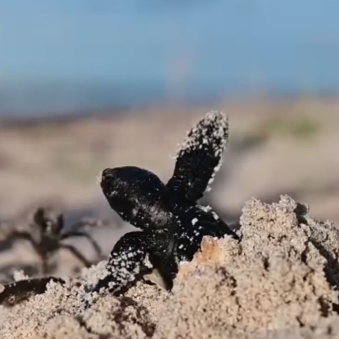 Saqueo y Depredación de Tortuga Marina en las Costas de Yucatán