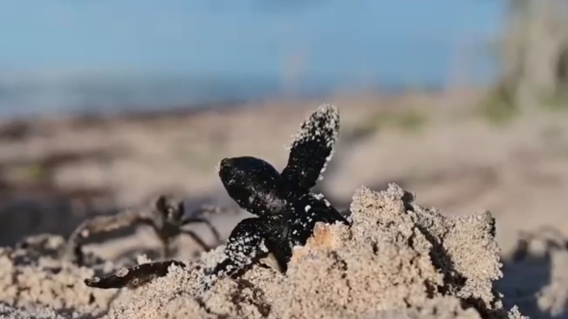Saqueo y Depredación de Tortuga Marina en las Costas de Yucatán