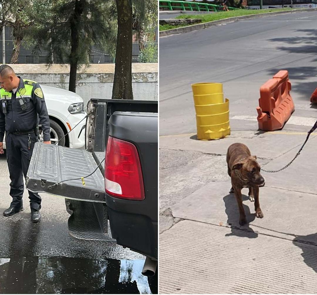 SSC CDMX Adopta a Perrita Que Provocó Cierre de Carriles en Viaducto; La Llaman "Fritzia"