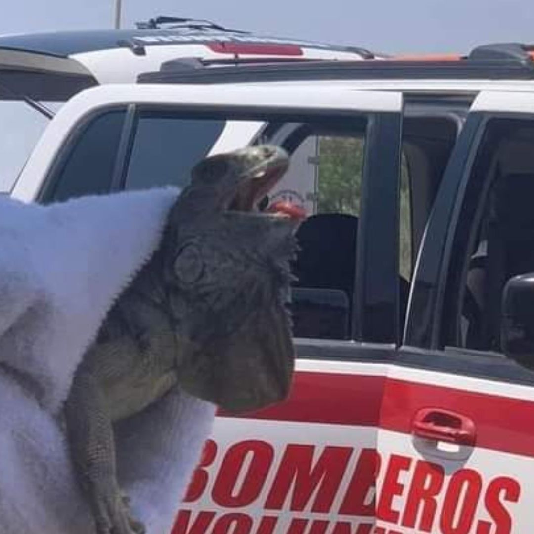 Salvan a Iguana Deambulando Bajo el Extremo Calor por los Vecindarios